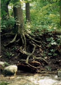 tree-roots