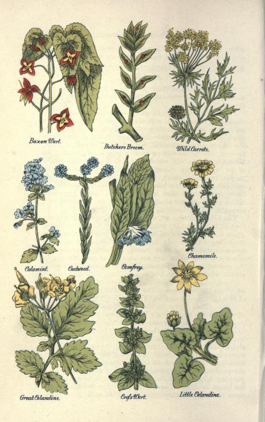 culpeperscomplet00culpuoft_0052